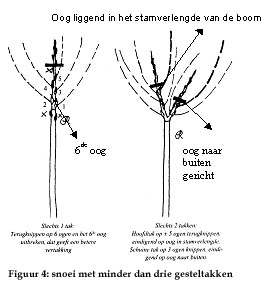 Fruitbomen Snoeien
