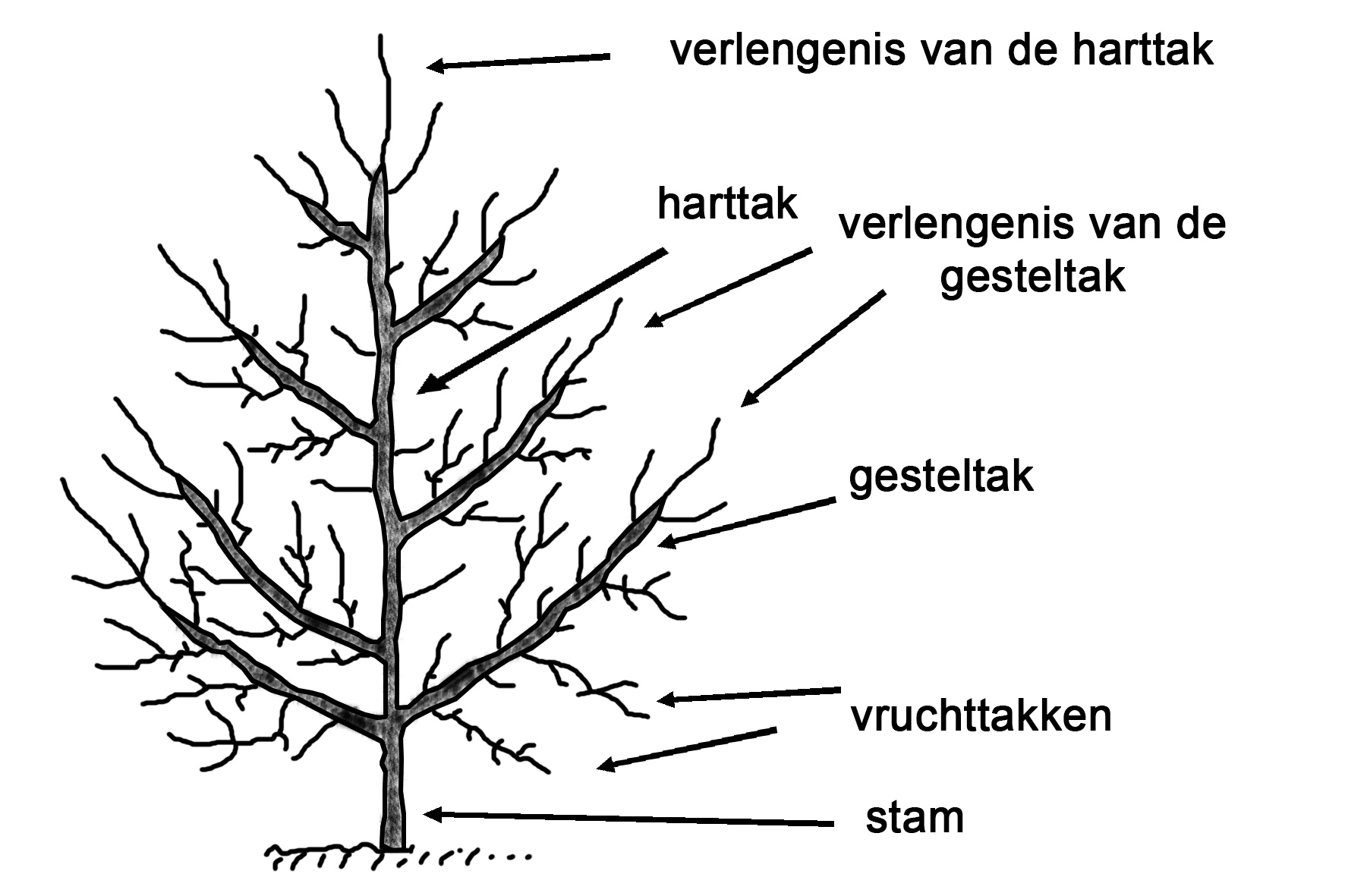 motief vervaldatum heel veel Snoei na aanplant